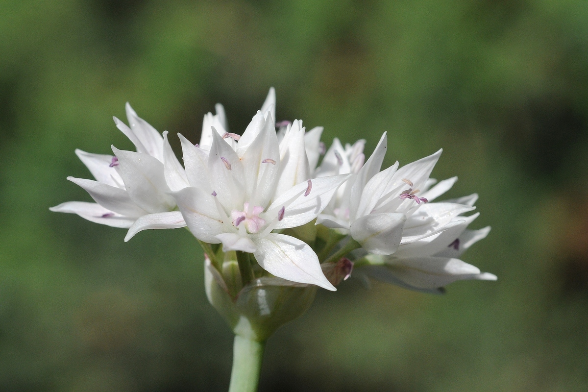 Изображение особи Allium amplectens.