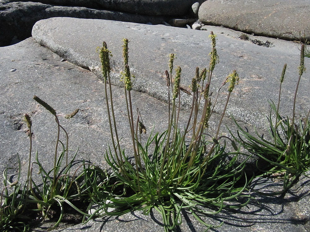 Изображение особи Plantago maritima.