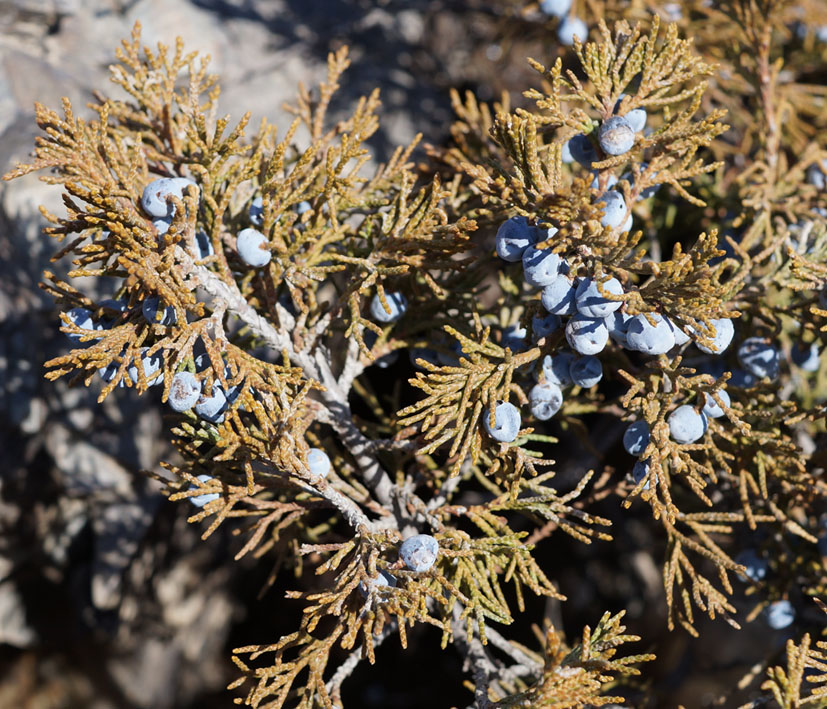 Изображение особи Juniperus sabina.