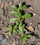 Portulaca oleracea