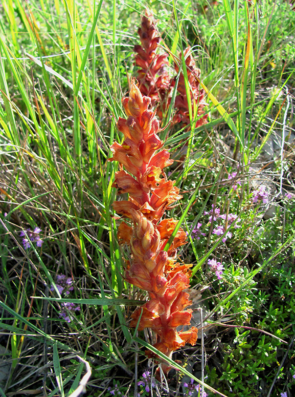 Изображение особи Orobanche alba ssp. xanthostigma.