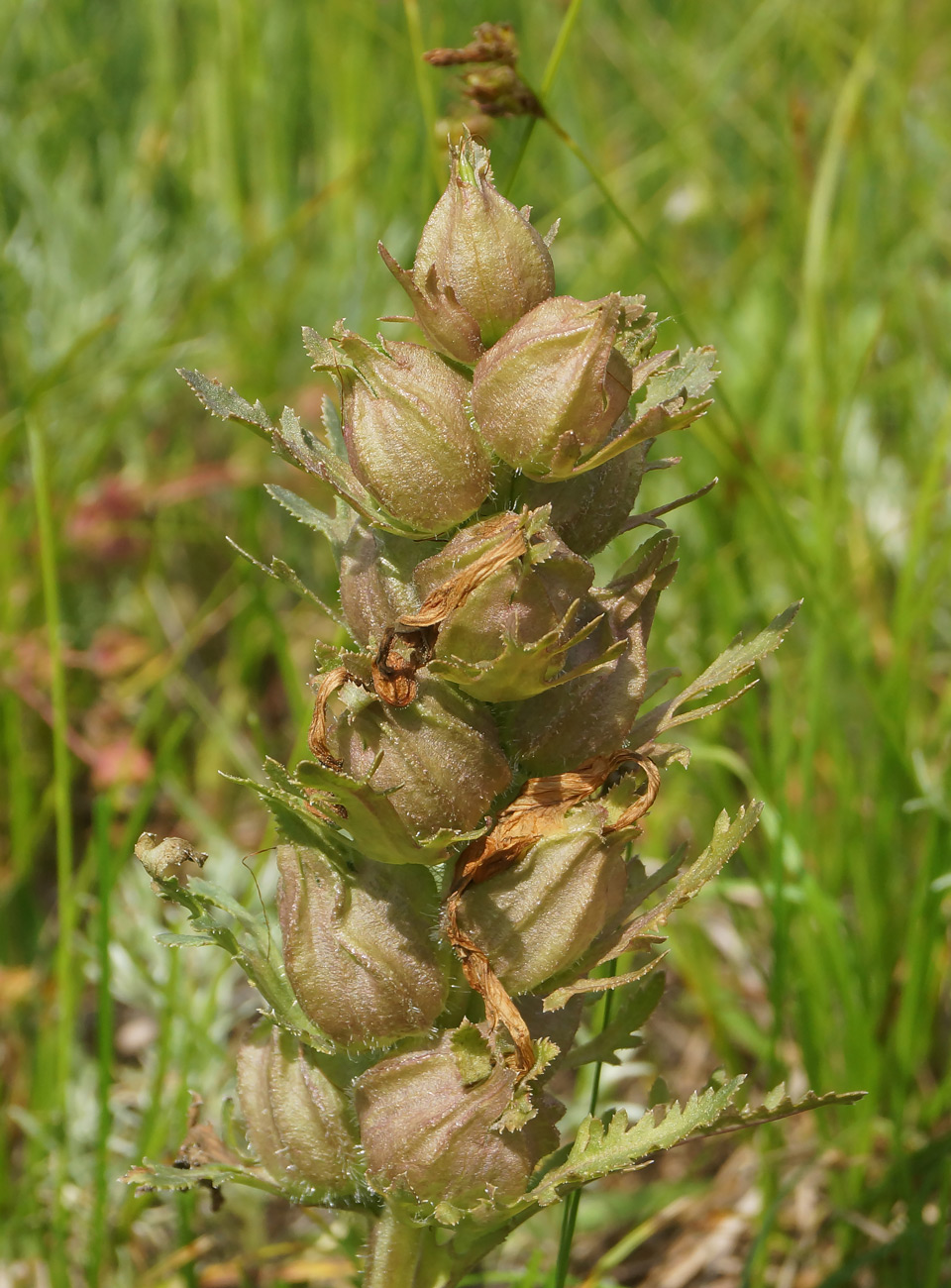 Изображение особи Pedicularis physocalyx.