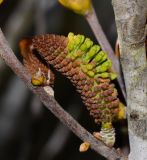 Hakea bucculenta