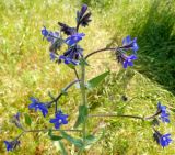 Anchusa azurea