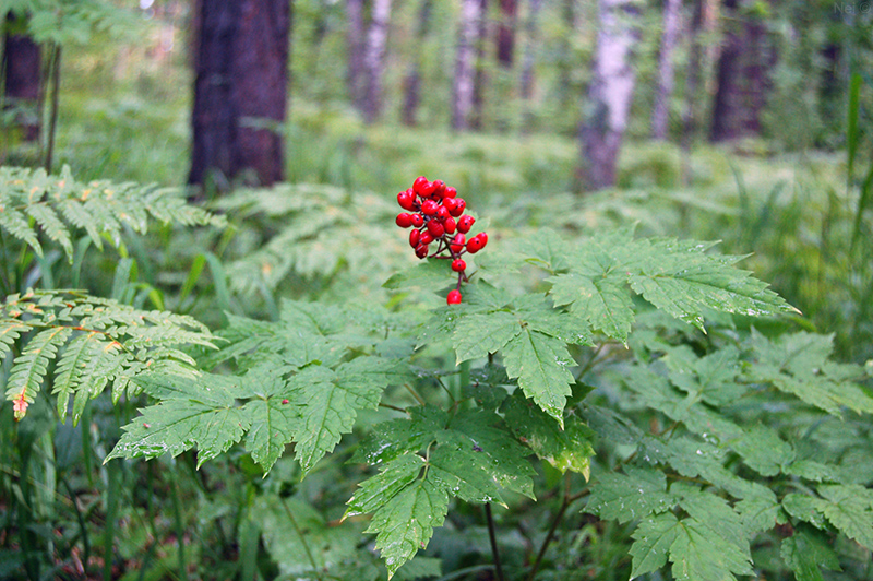 Изображение особи Actaea erythrocarpa.