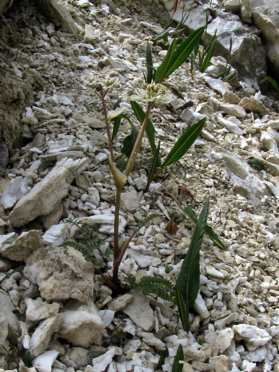Изображение особи Hymenolaena pimpinellifolia.