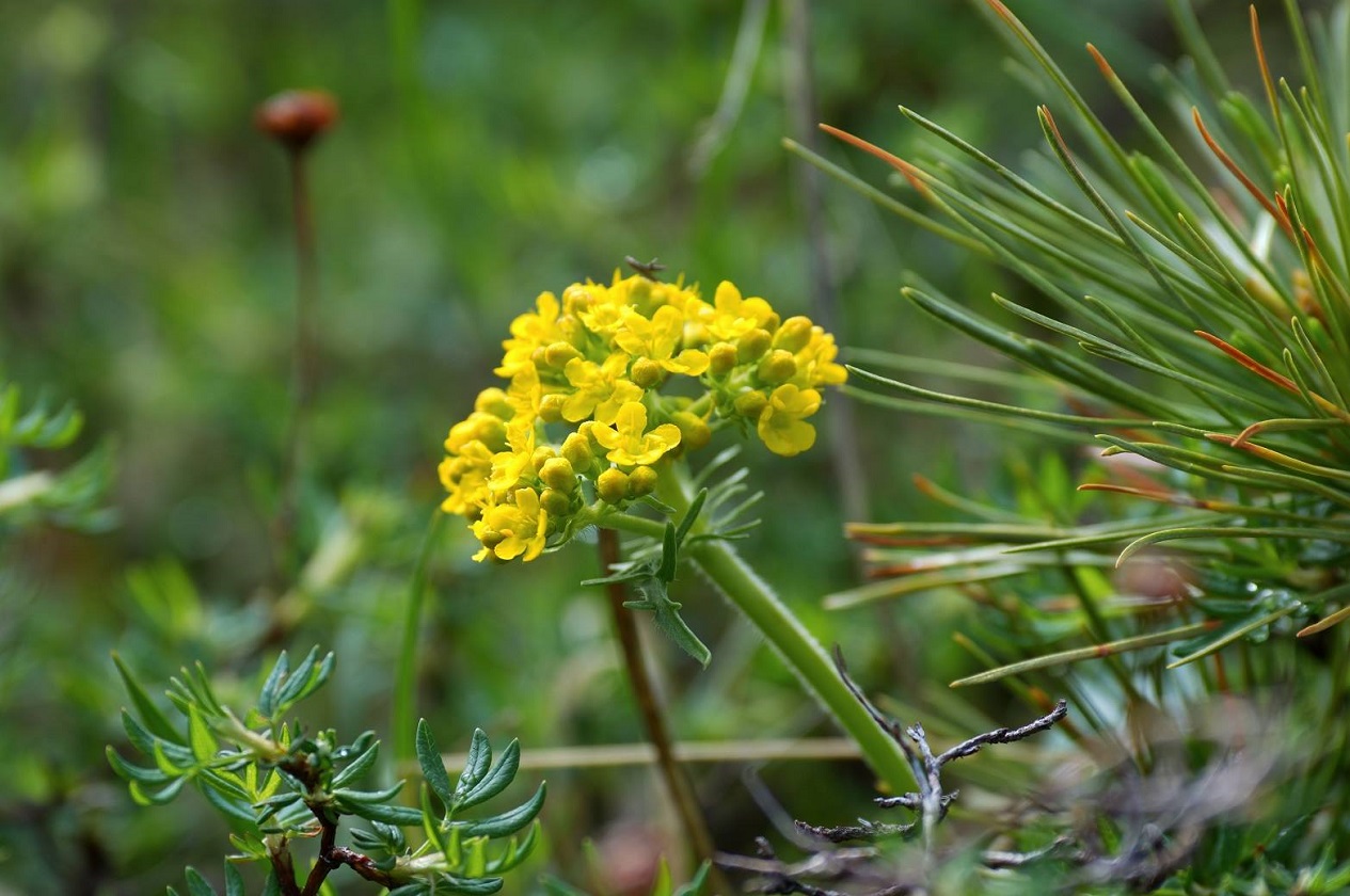 Изображение особи Patrinia sibirica.