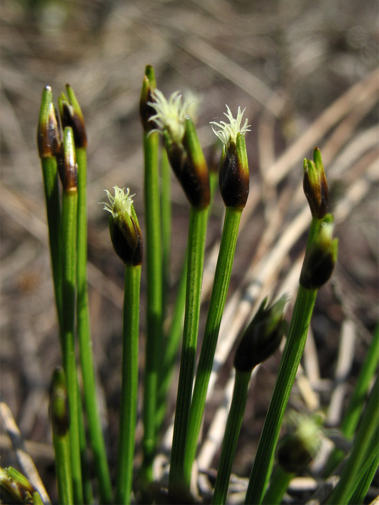 Изображение особи Trichophorum cespitosum ssp. germanicum.