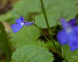 Lobelia erinus. Цветок. Пермь, Свердловский р-н, в озеленении двора. 19 сентября 2017 г.