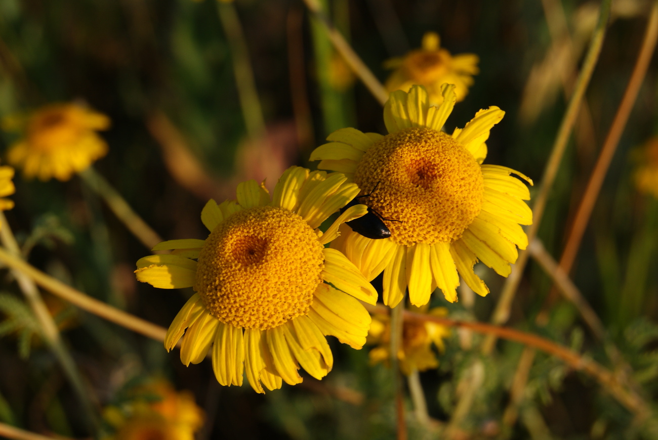 Изображение особи Anthemis tinctoria.