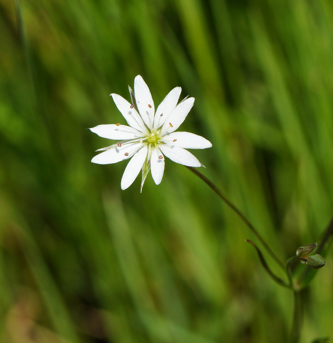 Изображение особи Stellaria graminea.