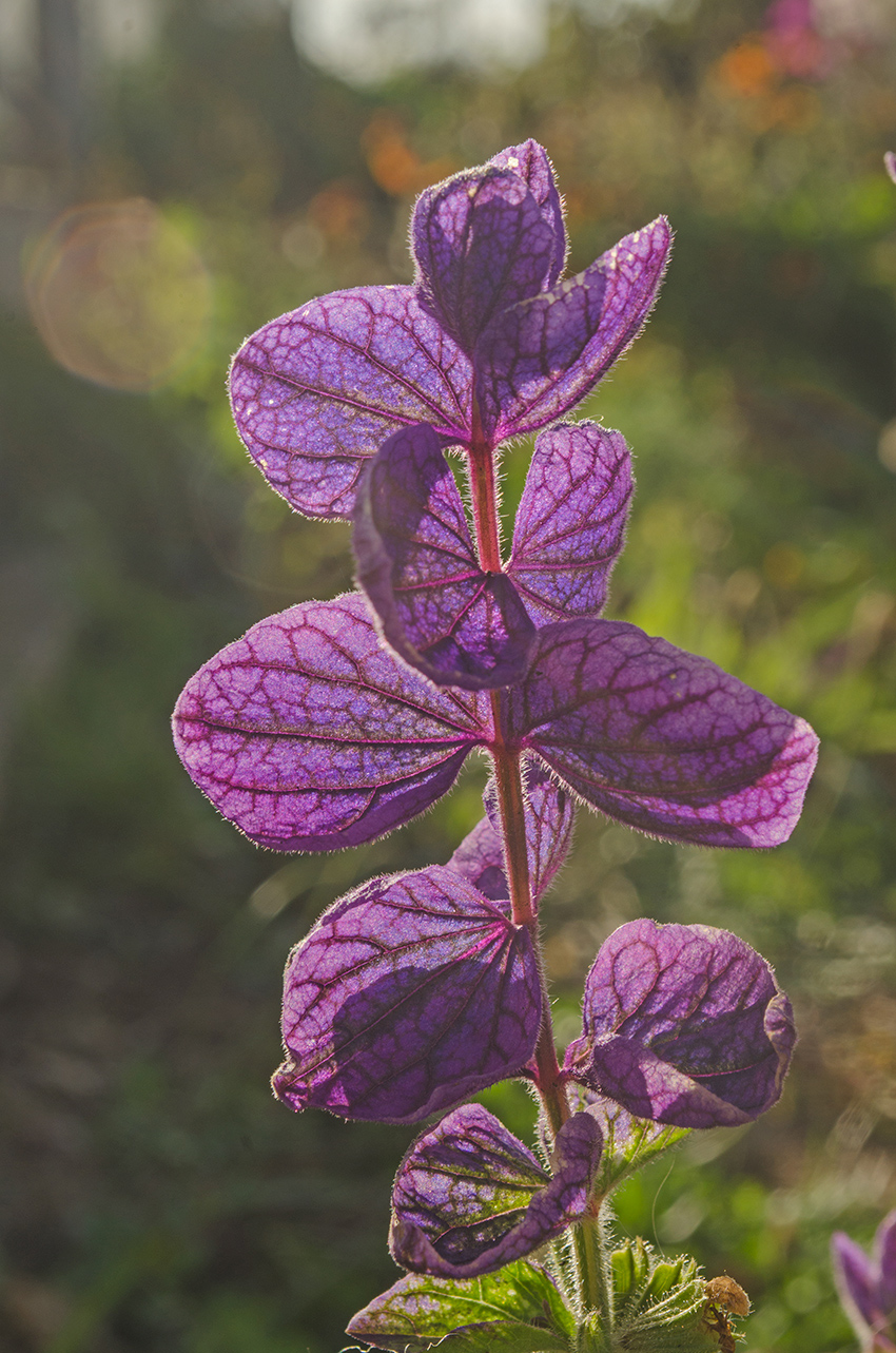 Изображение особи Salvia viridis.