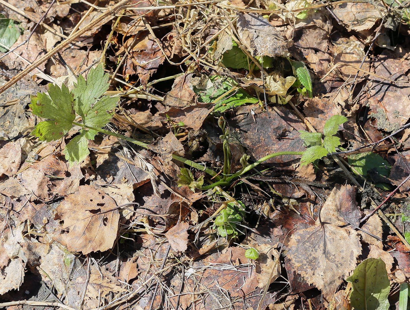 Изображение особи Ranunculus repens.