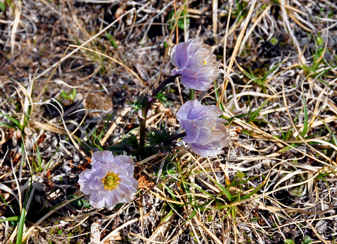 Изображение особи Trollius lilacinus.