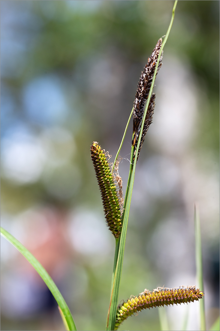 Изображение особи Carex acuta.