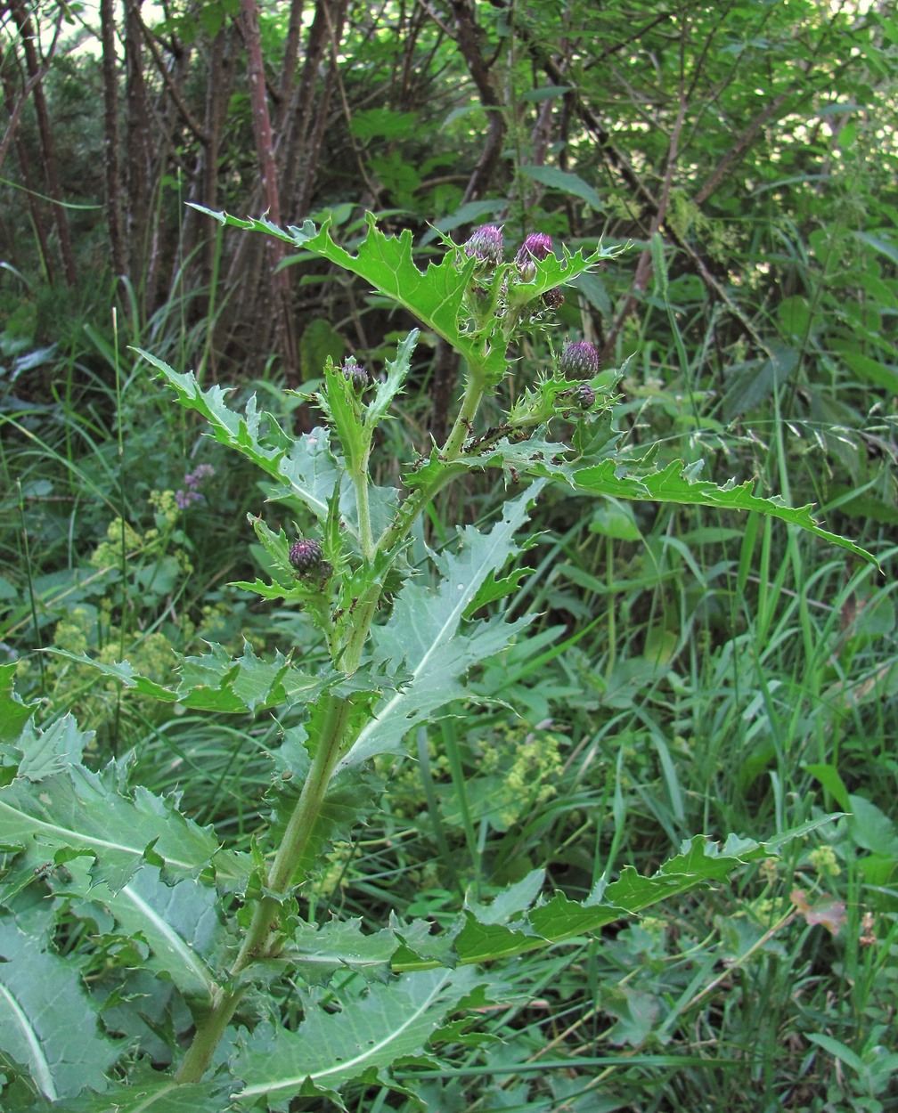 Изображение особи Cirsium elbrusense.