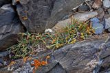 genus Ephedra