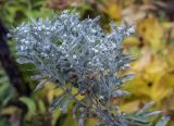 Artemisia lagocephala