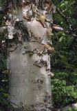 Betula costata