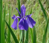 Iris laevigata