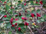 Cotoneaster integerrimus. Ветви с плодами. Юго-восточный Казахстан, долина р. Шарын. 20 августа 2007 г.