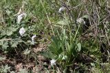 Valeriana chionophila