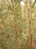 Artemisia semiarida