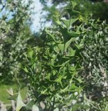 Colletia paradoxa. Верхушка веточки. Абхазия, г. Сухум, Сухумский ботанический сад. 25.09.2022.