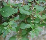 Parietaria diffusa. Побеги с соцветиями. Сан-Марино. 22.06.2010.