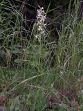 Platanthera bifolia. Цветущее растение. Карелия, Прионежский р-н, окр. оз. Лососинское, опушка смешанного леса. 01.07.2023.