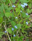 Myosotis palustris. Цветущие растения в сообществе с Fragaria. Московская обл., ГО Подольск, мкр-н Климовск, лес. 09.05.2023.