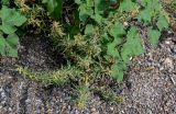 Xanthium spinosum. Плодоносящее растение в сообществе с Xanthium orientale. Дагестан, Буйнакский р-н, долина р. Сулак, побережье Чиркейского водохранилища, каменистый склон. 28.07.2022.