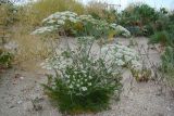 Astrodaucus littoralis