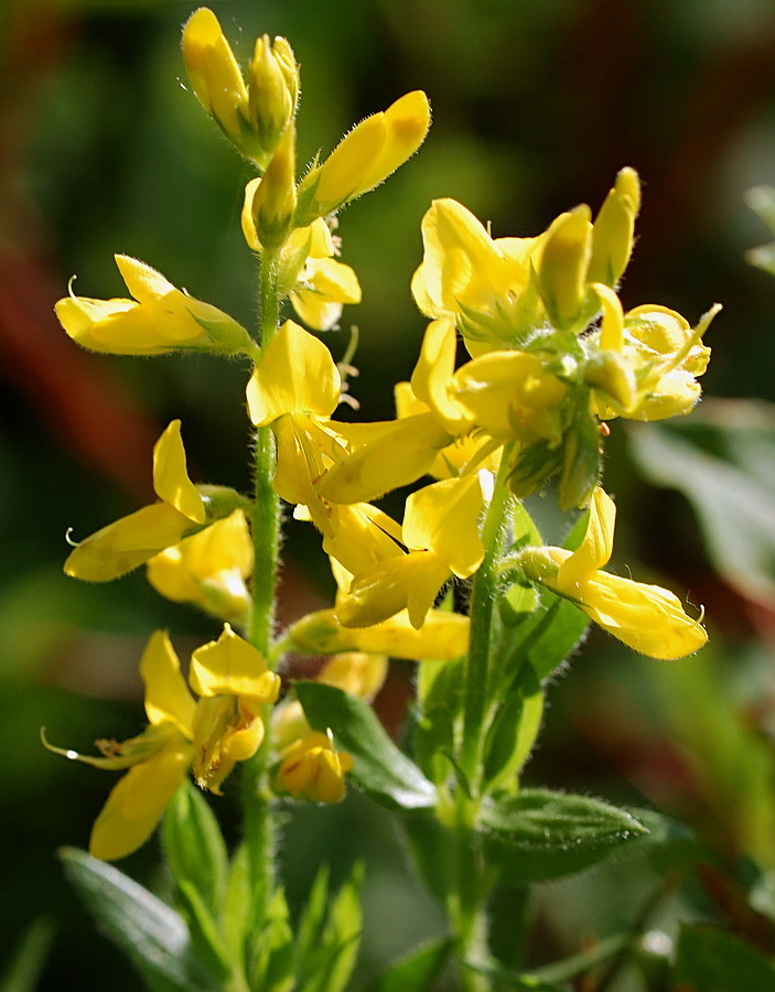 Изображение особи Genista germanica.