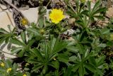 Potentilla sphenophylla