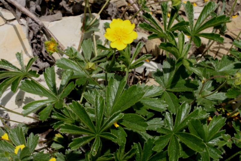 Изображение особи Potentilla sphenophylla.