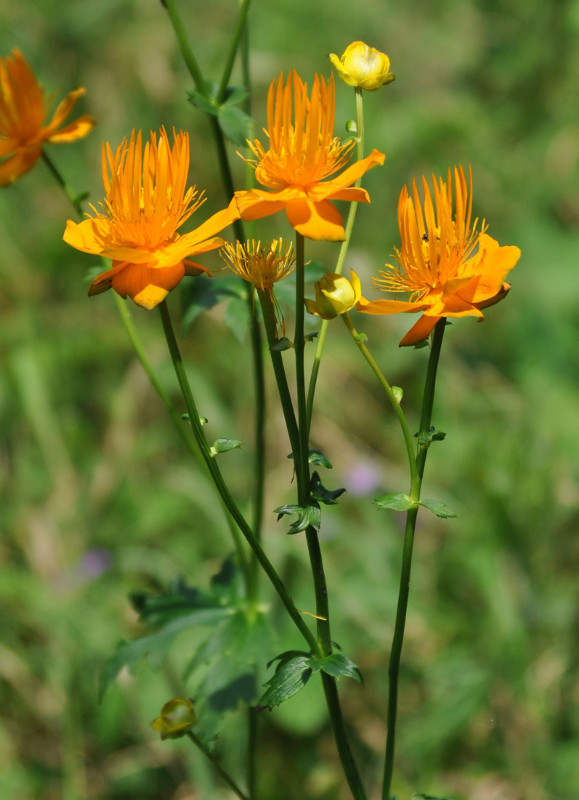 Изображение особи Trollius macropetalus.