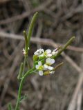 Arabidopsis thaliana. Соцветие с цветками и завязавшимися плодами. Крым, Карадагский заповедник, степной склон. 7 апреля 2013 г.