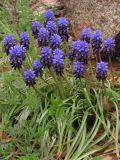 Muscari neglectum