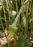 Tussilago farfara