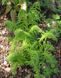 Lunathyrium pycnosorum