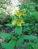 Lysimachia verticillaris. Верхушка цветущего растения. Абхазия, Гудаутский р-н, Мюссерский лесной массив, у ручья. 14.06.2012.