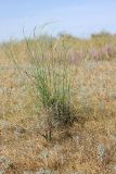 genus Stipa. Цветущее растение (на переднем плане Allium protensum). Южный Казахстан, восточная граница пустыни Кызылкум. 08.05.2013.