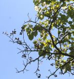 Paulownia fargesii