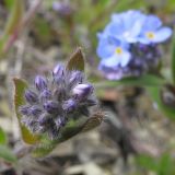 Myosotis lithospermifolia. Нераспустившееся соцветие. Краснодарский край, м/о Анапа, окр. пос. Бол. Утриш, фисташково-можжевеловое редколесье. 05.04.2014.