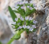 Valerianella muricata. Часть соцветия. Израиль, гора Гильбоа, опушка сосняка. 22.03.2014.