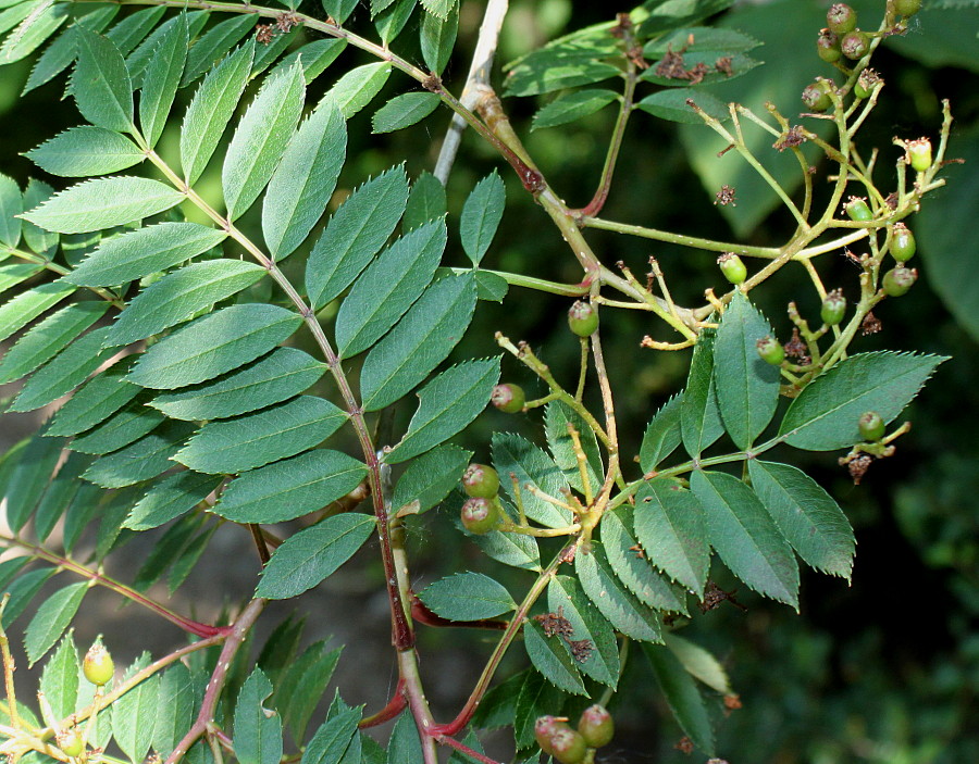 Изображение особи Sorbus koehneana.