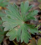 Geranium cinereum