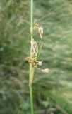 Juncus inflexus