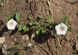 Convolvulus arvensis